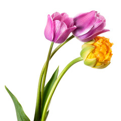 Beautiful yellow and lilac tulip flower isolated on a white background