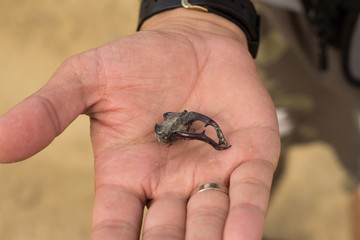 dry head of stag beatle in male hand