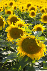 Sunflower field on the sunny summer day