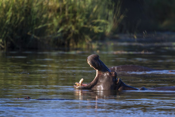 Fototapeta premium Hippopotamus in Kruger National park, South Africa