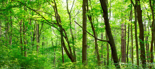 Fototapeta na wymiar forest trees. nature green wood sunlight backgrounds