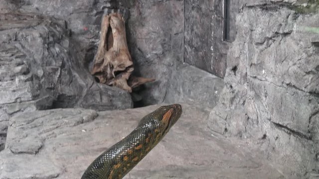 Big anaconda. Green anaconda (Eunectes murinus). 