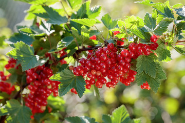 Redcurrants on the bush branch in the garden.