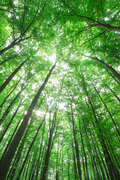 Fototapeta forest trees. nature green wood sunlight backgrounds