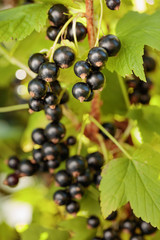 Blackcurrants on the bush branch.