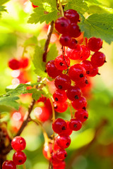 Redcurrants on the bush branch in the garden.