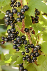 Blackcurrants on the bush branch.