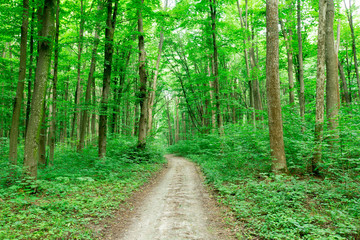 Obraz premium Forest trees. nature green wood sunlight backgrounds