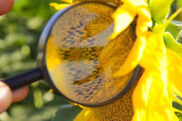 Young farmer or agronomist examine the sunflower field with magnifying glass