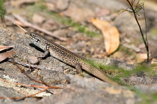 Water skink in Blue Mountains in Australia