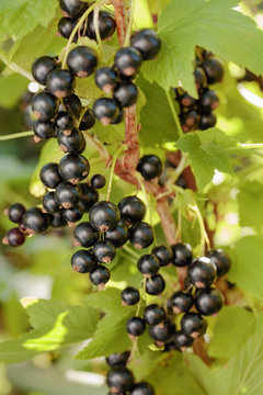 Blackcurrants on the bush branch.