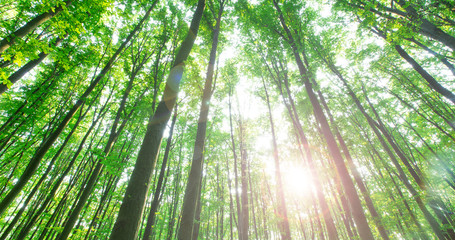 Obraz na płótnie Canvas forest trees. nature green wood sunlight backgrounds