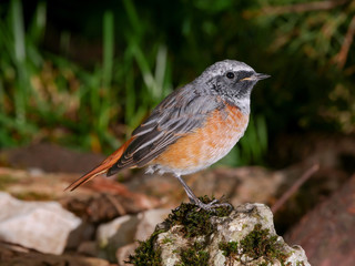 Male Redstart (Phoenicurus phoenicurus) in the forest