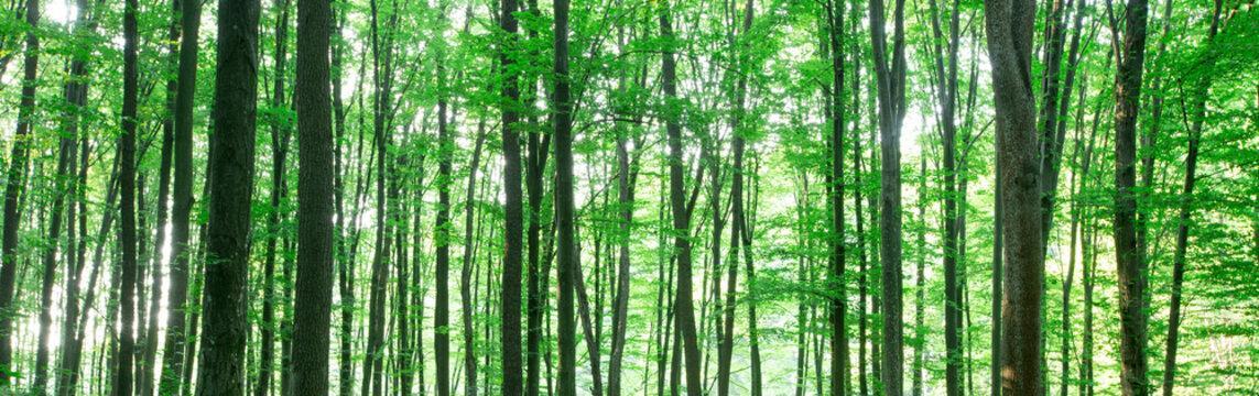 Fototapeta Forest trees. nature green wood sunlight backgrounds