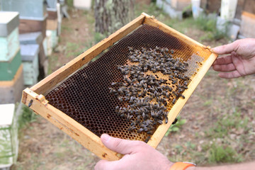 manos de apicultor sosteniendo un panal lleno de abejas