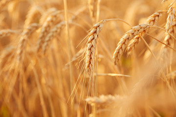 Summer time for harvest. Golden ears of wheat are ready for Harvest. Harvest Concept. Background of wheat field.
