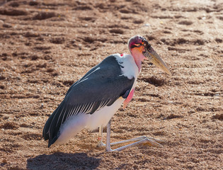 African marabou stork, resting
