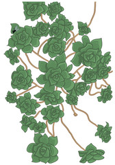 Vector Illustration of Succulents. Realistic Drawing of Decorative Aeonium. Botanical Picture of Plant