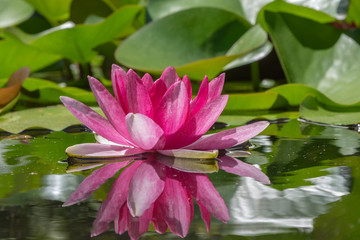 Pinke lotos Blume im Teich im Wasser - obrazy, fototapety, plakaty