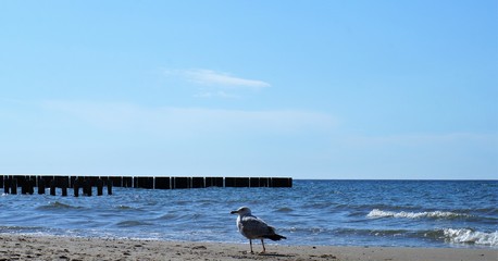 Möewe am Strand