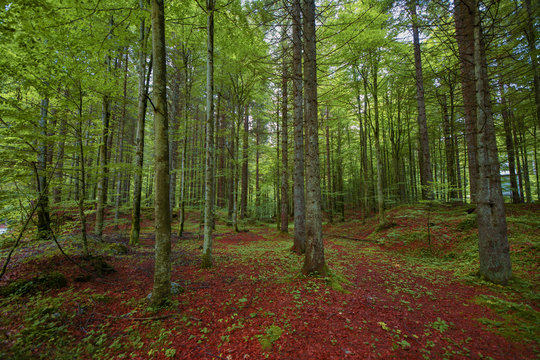 Bosco di larici, faggi, lecci, aceri - panorama dai profumi di funghi e tartufi