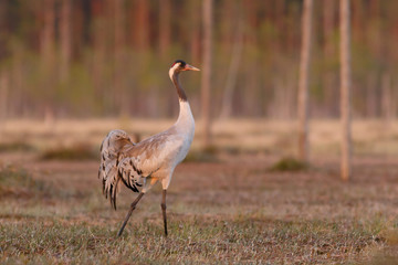 Fototapeta premium Crane bird walks on the swamp