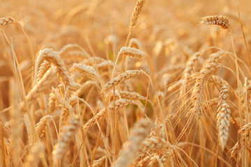 Summer time for harvest. Golden ears of wheat are ready for Harvest. Harvest Concept. Background of wheat field. © kasmasov