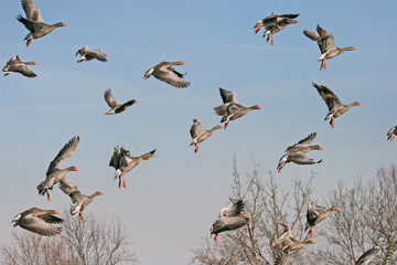 Greylag Goose in flight (Anser anser)