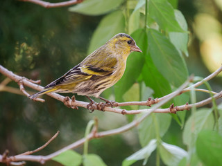 Male Eurasian Siskin (Carduelis spinus) in the woodland