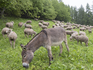 sheep and donkey on rainy summer day in the french alps of haute provence graze on grassy green meadow