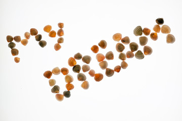 The phrase My Dream made up of seashells on a white background. The concept of rest or holiday. Isolated.