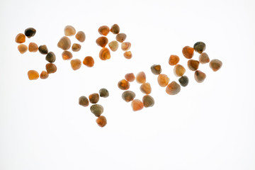 The word Sea tour composed of seashells on a white background. Concept of leisure or travel. Copyspace. Isolated.