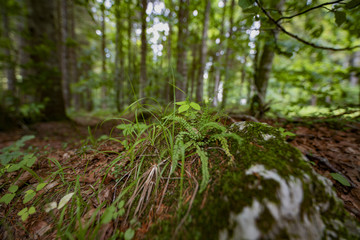 Obraz premium Muschi e licheni del bosco - panorama