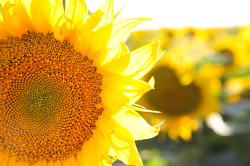 Close up view of sunflower head
