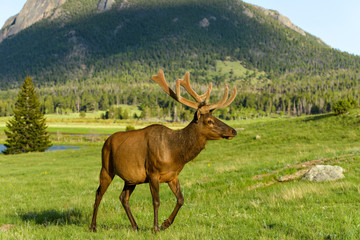 Bull Elk on Mountain Meadow - A bull elk walking in evening sunlight on Spring mountain meadow. Rocky Mountain National Park, Colorado, USA.