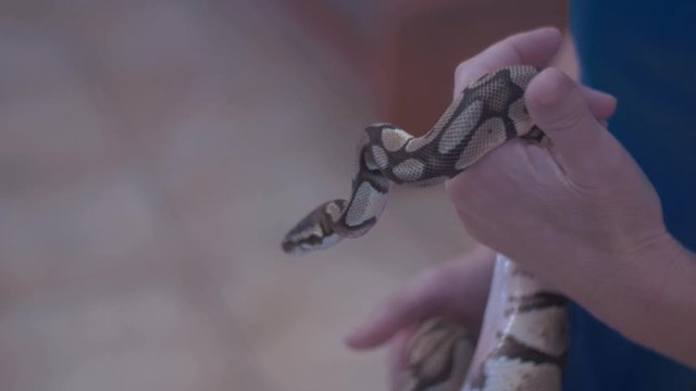 SLOW MOTION footage of snake in the hands on a woman.
