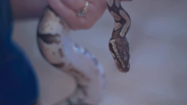 SLOW MOTION footage of snake in the hands on a woman.