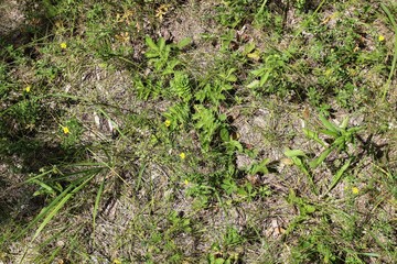 Field flowers