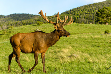 Bull Elk at Mountain Meadow - A close-up view of a mature bull elk walking on a mountain meadow at a Spring sunset in Rocky Mountain National Park, Colorado, USA. 