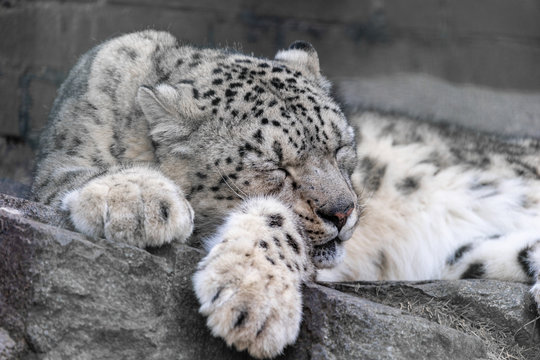 Schneeleopard