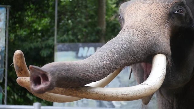 A large elephant with long tusks raises the trunk upwards, asks for a banana. HD, 1920x1080, slow motion