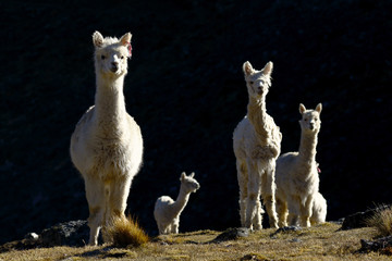 Family of Alpacas (vicugna pacos) registered at dawn on the slopes of a hill while feeding.