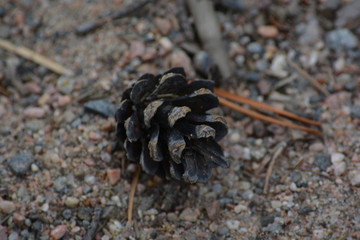 pinecone