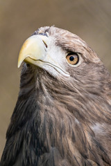 Adler