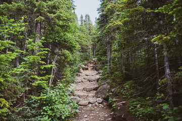 Fototapeta premium A path in a forest in a National Park in the Charlevoix Region, in Quebec, Canada. 