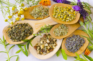 Alternative Medicine. Herbal Therapy. Fresh and dried herbs.