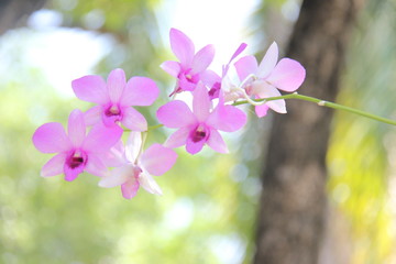 Fototapeta na wymiar Beautiful pink flowers in my garden.