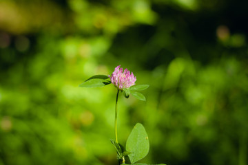 Clover Flower. There is free space for your inscription