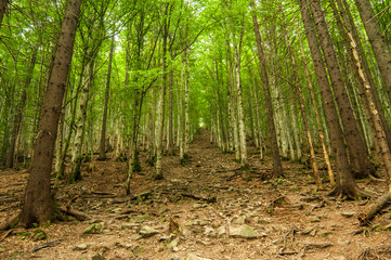 Forest in the summer, Carpathian mountains, Ukraine