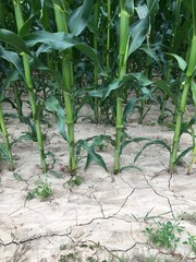 Ausgetrocknetes Maisfeld in Filderstadt-Sielmingen